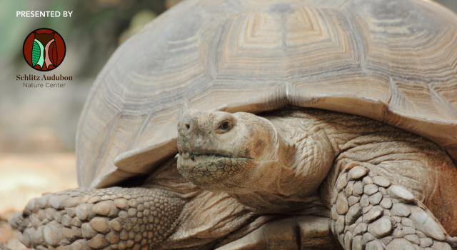 Turtles